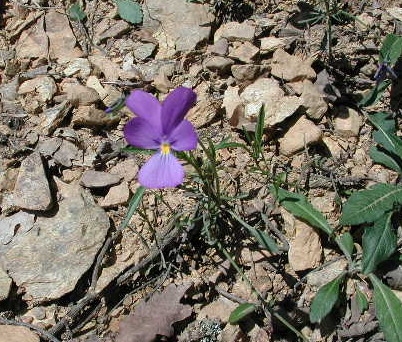 Viola ferrarinii Moraldo & Ricceri nuova specie (con foto)